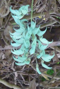 Jade colored flower